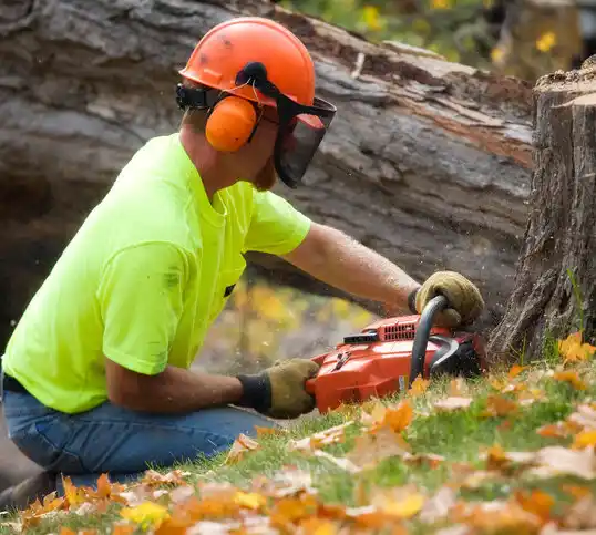 tree services New Florence